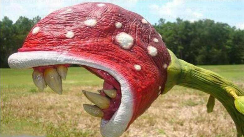 食人花真的存在吗 图片真实照片长什么样子