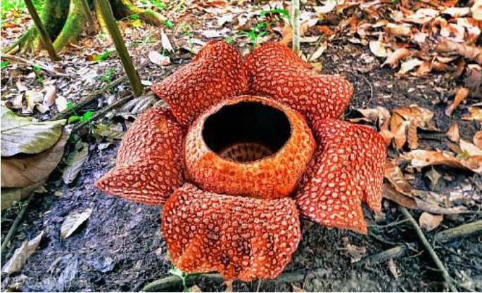 食人花真的存在吗 图片真实照片长什么样子