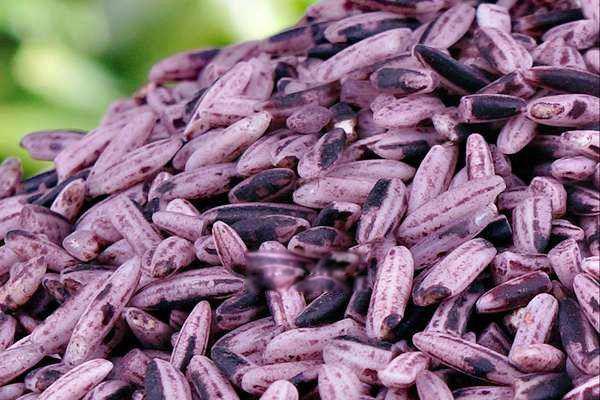 胭脂米是什么米现在还有吗 胭脂米多少钱一斤