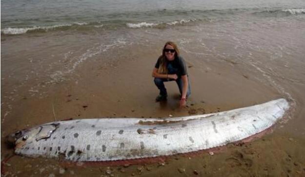 皇带鱼的恐怖传说图片 出现水面意味着什么(地震)