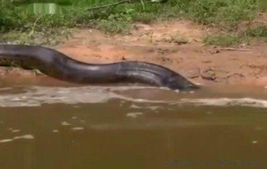 炸死最大的蛇图片 中国最吓人的一条大蛇有多长