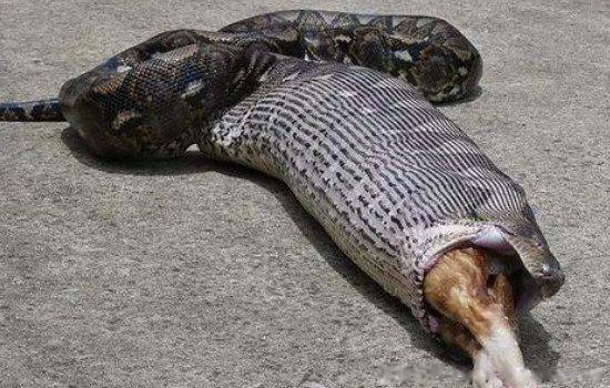 炸死最大的蛇图片 中国最吓人的一条大蛇有多长