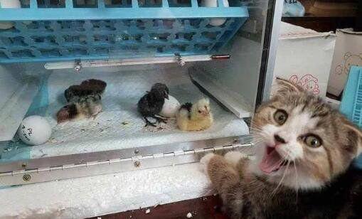 xswl网络词什么意思 不是英文缩写是拼音前缀