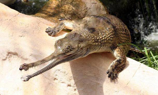 恒河鳄长什么样图片 印度特有的鳄鱼我国没有