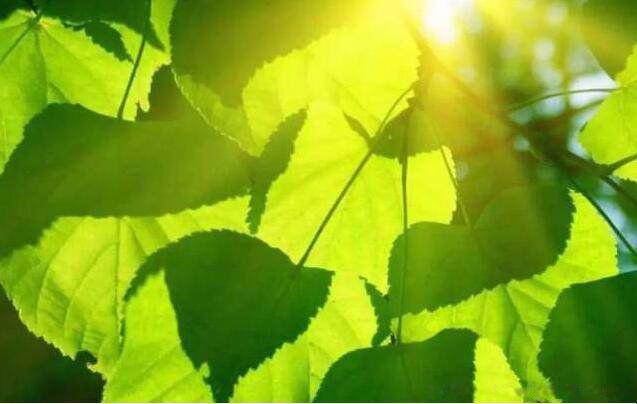 人生最好是小满的寓意 为什么说人生最好的状态是小满