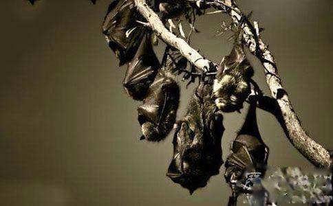 世界奇怪生物图片吓人 6种神秘而又恐怖的生物