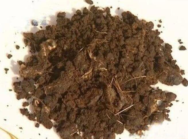 麝香是啥动物身上的东西 哪个部位取出来的