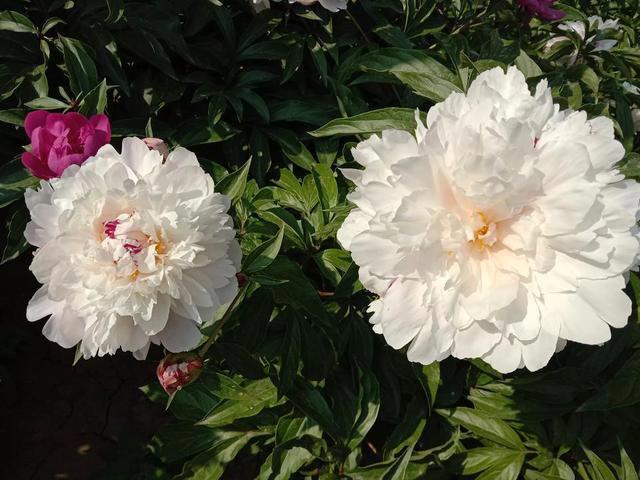 袁隆平人物事迹和精神 是一个什么样的人