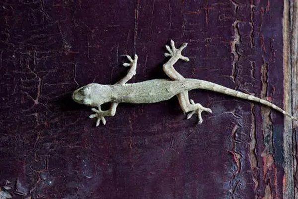 壁虎进家里是什么预兆 壁虎进屋十大预兆是好兆头