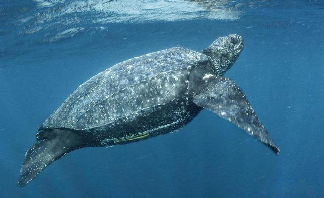 世界上最大的乌龟有多大 是什么龟长什么样子图片