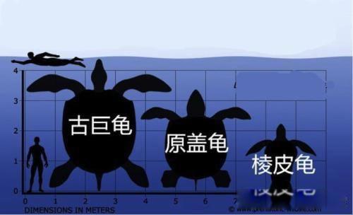 世界上最大的乌龟有多大 是什么龟长什么样子图片