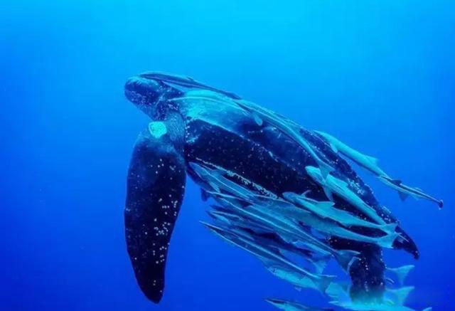 世界上最大的乌龟有多大 是什么龟长什么样子图片