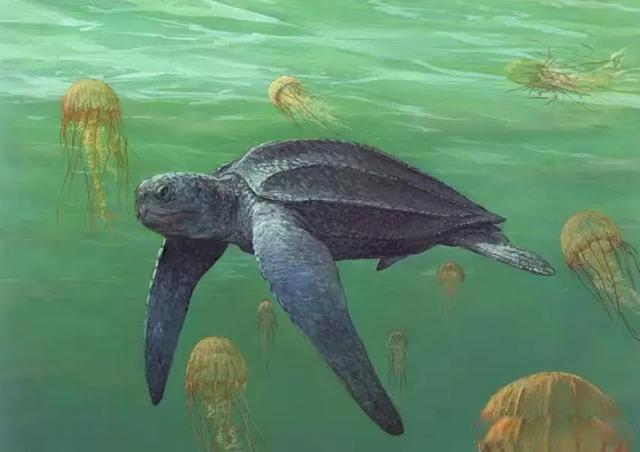 世界上最大的乌龟有多大 是什么龟长什么样子图片