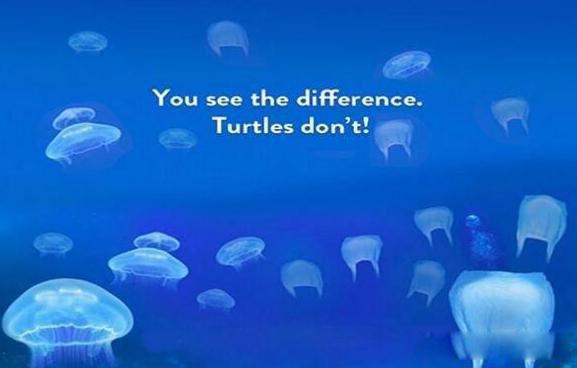 世界上最大的乌龟有多大 是什么龟长什么样子图片