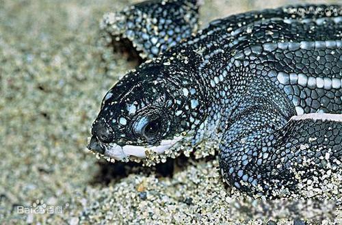 世界上最大的乌龟有多大 是什么龟长什么样子图片