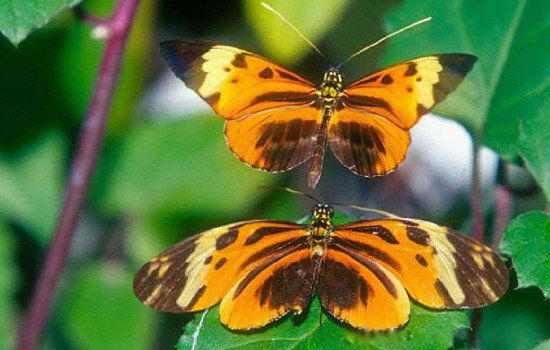 蝴蝶的生活方式和特点 家在哪里是什么样子的