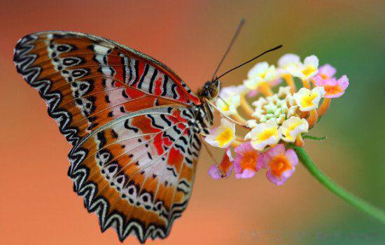 蝴蝶的生活方式和特点 家在哪里是什么样子的