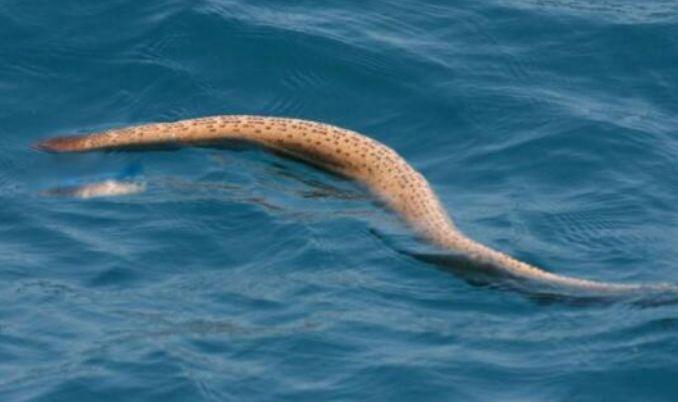 全球最毒的十大毒蛇排行榜 排名第一的是什么蛇