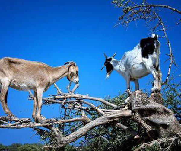 羊上树玩法是啥 做好准备老司机要开车啦