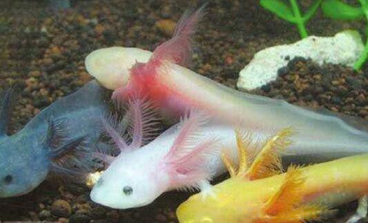 六角恐龙鱼有毒吗可以摸吗 吃什么食物怎么养