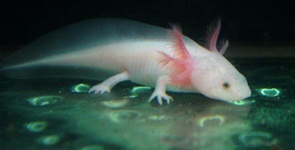 六角恐龙鱼有毒吗可以摸吗 吃什么食物怎么养