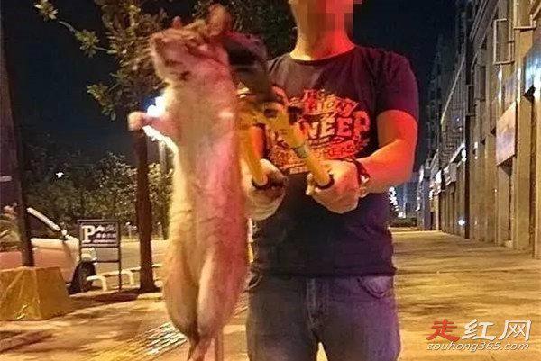 中国最大的老鼠有多大 体重达到17公斤