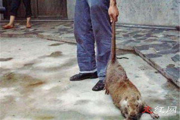 中国最大的老鼠有多大 体重达到17公斤