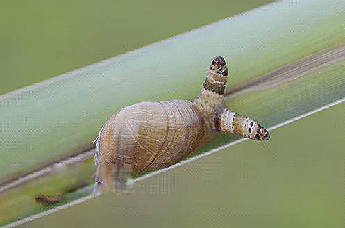 四大恐怖寄生虫图片 僵尸蚂蚁恐怖图片长什么样子