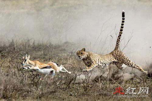 红皇后假说理论原句是什么 是这个世界中的一枚棋子