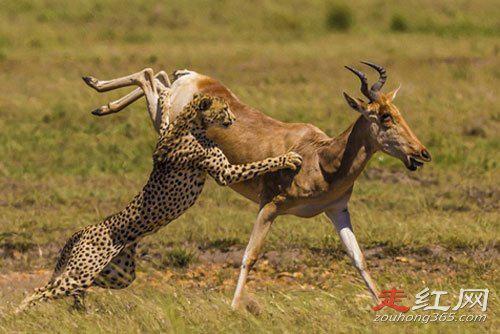 红皇后假说理论原句是什么 是这个世界中的一枚棋子