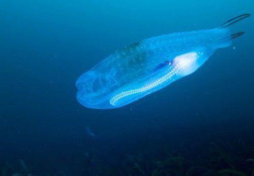 樽海鞘是什么动物图片 又称幽灵鱼能吃吗