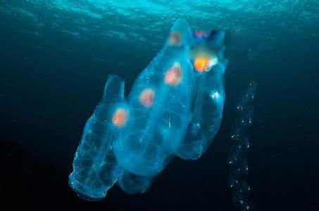 樽海鞘是什么动物图片 又称幽灵鱼能吃吗