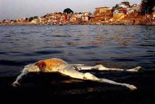 巨人观图片(胆小莫进) 法医会害怕吗要怎么处理