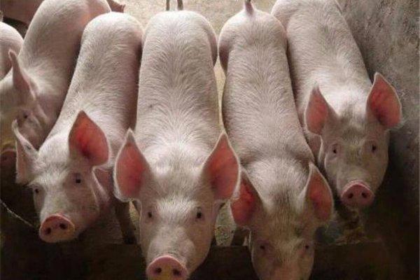 猪生八个小孩是真的吗 真相是：用ps技术造假