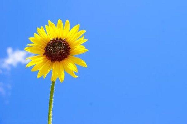 向日葵花语经典话语 花语寓意代表什么意思