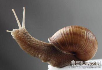 蜗牛是益虫还是害虫 属于害虫对农作物的危害