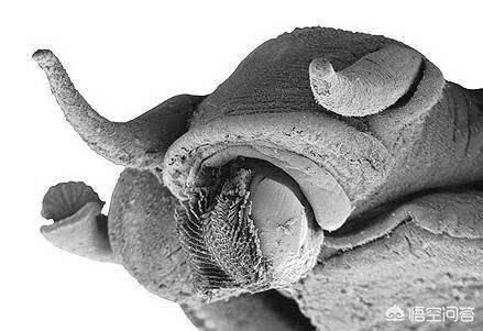 蜗牛是益虫还是害虫 属于害虫对农作物的危害