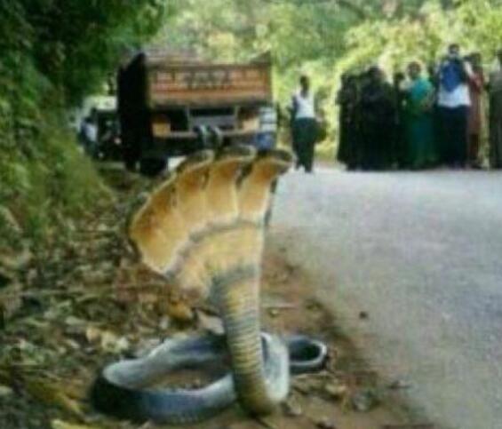 五头蛇是不是真的存在 印度五头蛇长什么样子是真的吗