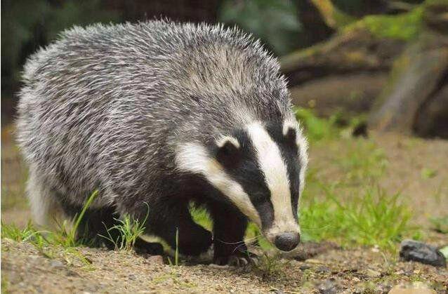 猹到底是什么动物 这个猹是鲁迅自己造的字吗