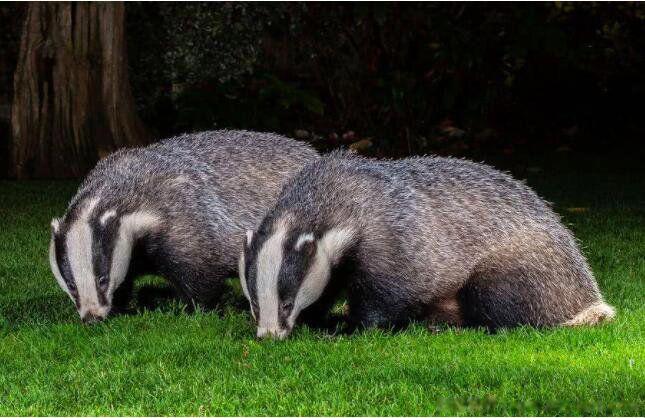 猹到底是什么动物 这个猹是鲁迅自己造的字吗