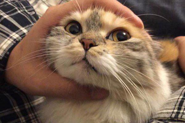 养猫的男人可怕吗 为什么说男人不能养猫有什么后果