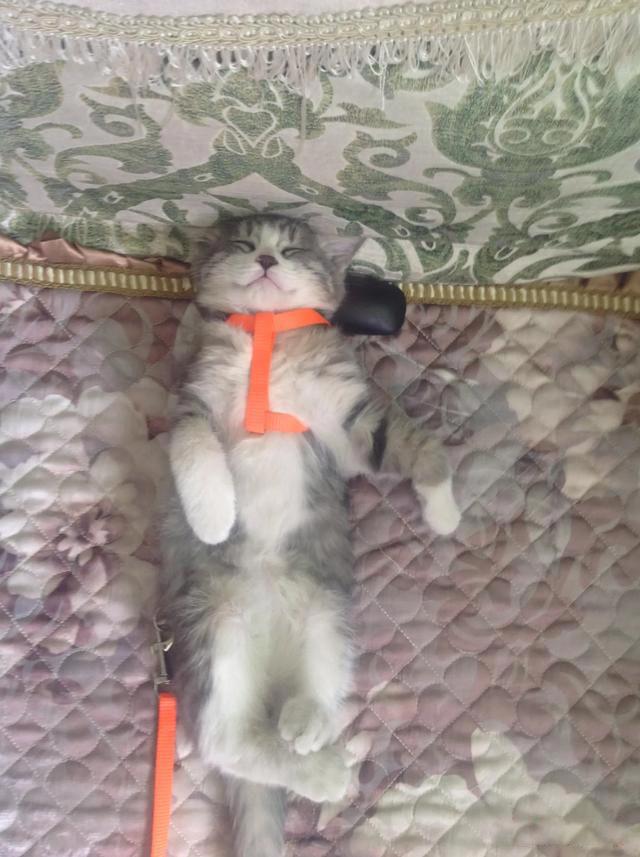 郑爽被退出娱乐圈了吗 能翻身那真的是太傻太天真