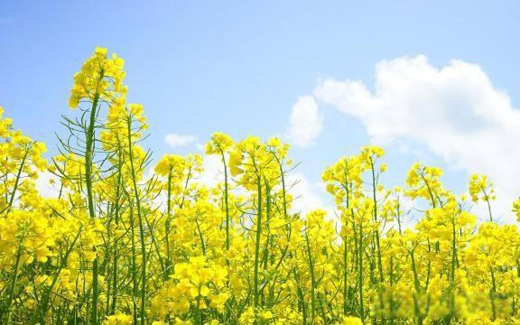 杨丽萍简历及个人资料 杨丽萍的男助理能解决生理需求吗