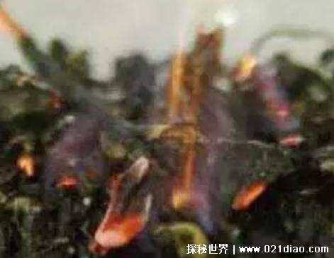 蚊子最害怕什么 最怕的3个克星植物和动物