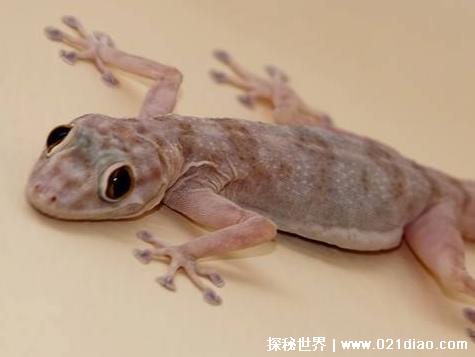 蚊子最害怕什么 最怕的3个克星植物和动物