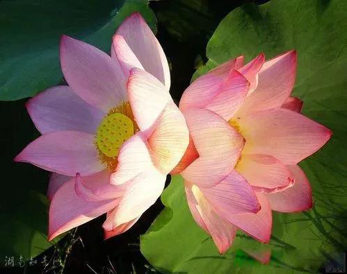 董明珠结了几次婚 她根本没时间考虑爱情