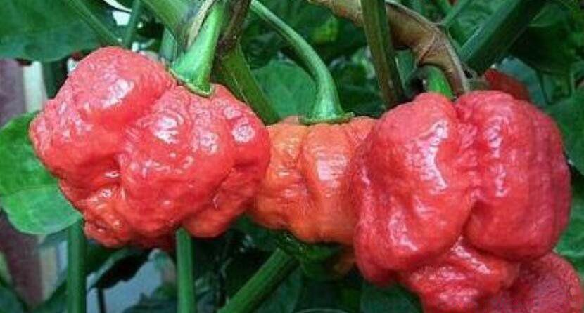 十大辣椒辣度排行榜 龙息辣椒排名第几到底有多辣