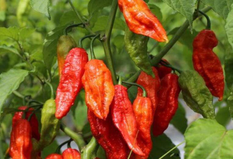 十大辣椒辣度排行榜 龙息辣椒排名第几到底有多辣