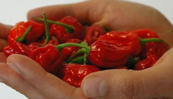 十大辣椒辣度排行榜 龙息辣椒排名第几到底有多辣