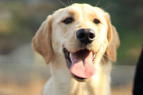 蜱虫狗清理后的照片 横尸遍地迷迷茫茫